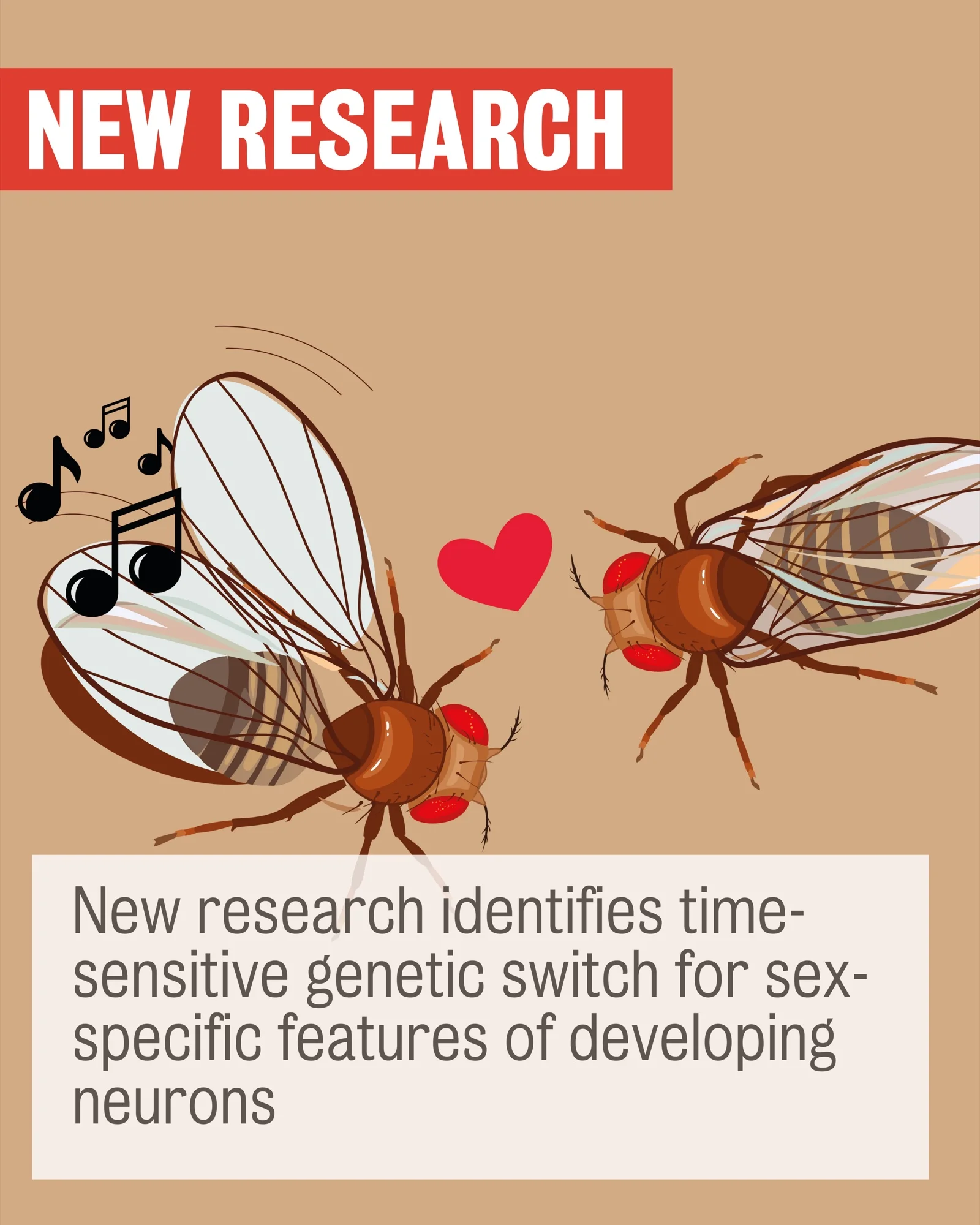 Time-sensitive genetic switch identified for sex-specific neuron development