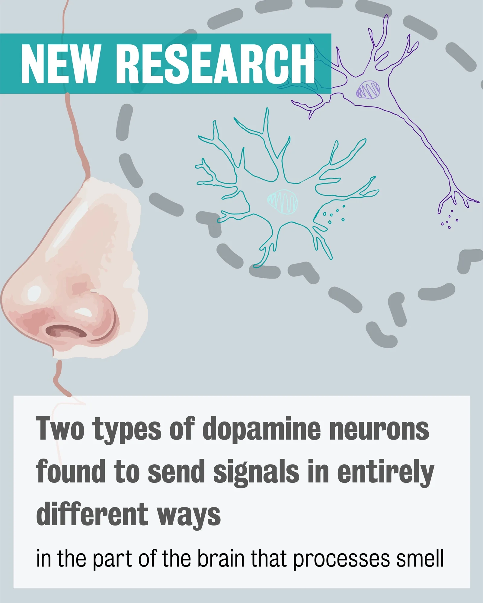 Two types of dopamine neurons found to send signals in entirely different ways