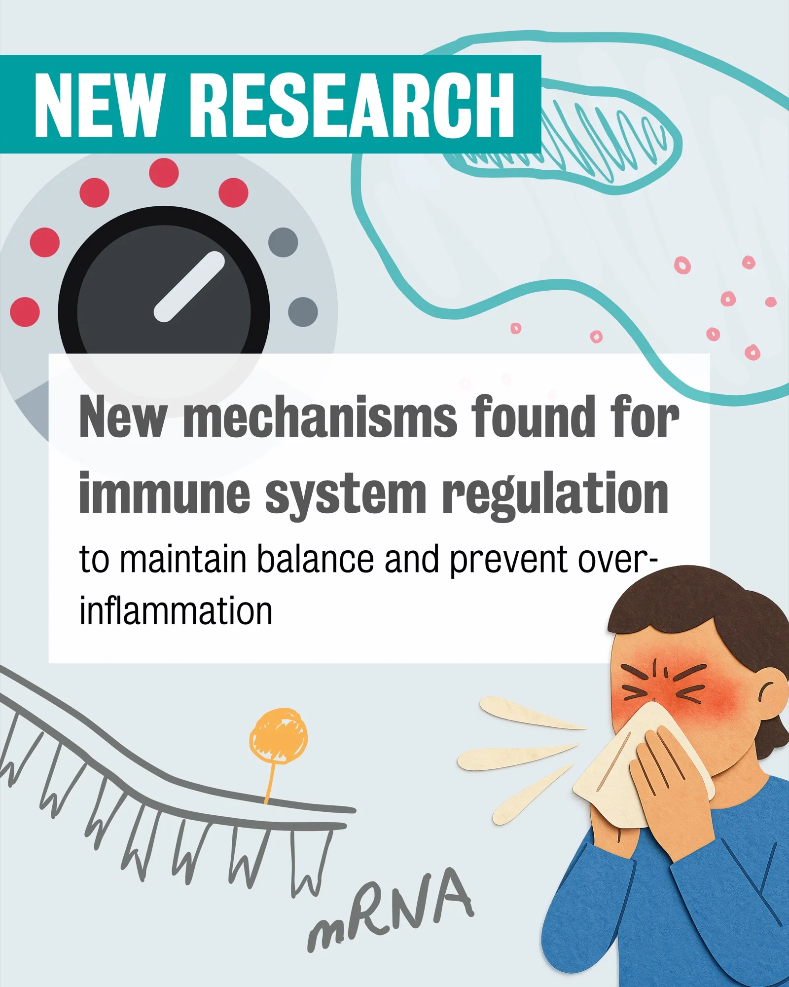 New mechanism found for immune system regulation
