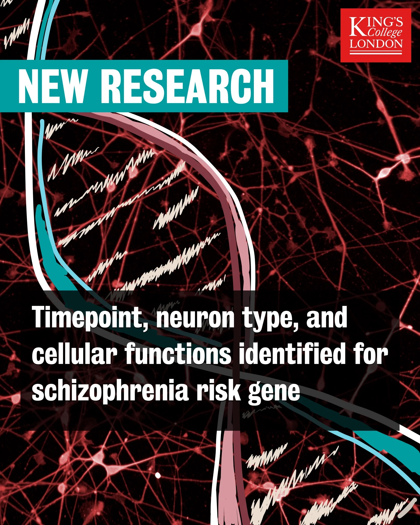Key timepoint, neuron type, and cellular functions identified for schizophrenia risk gene